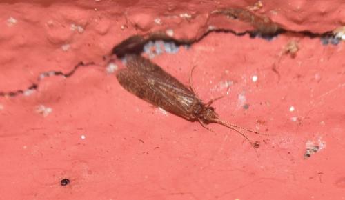 Ecnomus sp.